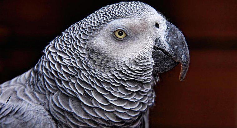 Cât durează un papagal gri african?