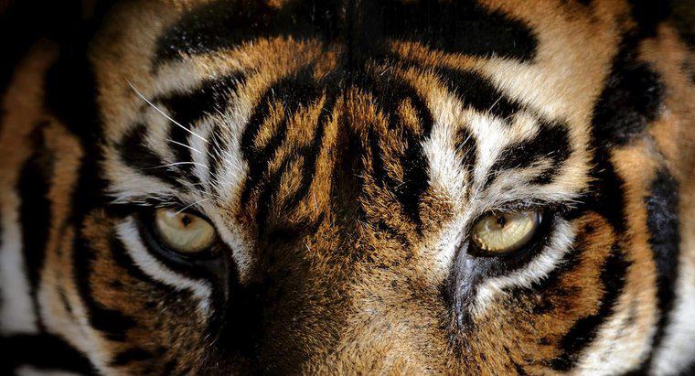 Ce ochi de culoare au tigrii?