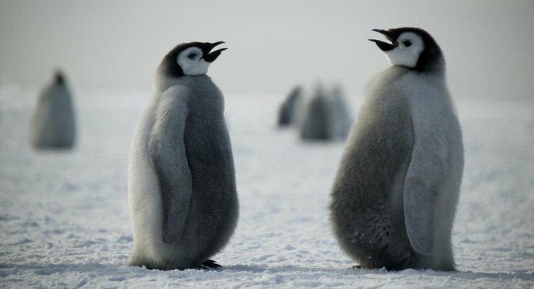 Cum comunică pinguinii?