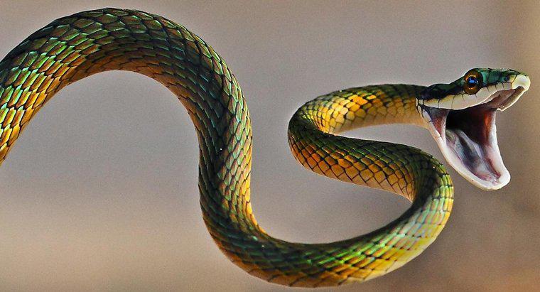Care este relația dintre scorpioni și șerpi?
