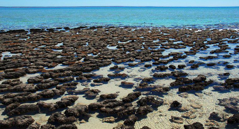 Ce sunt stromatolitii?
