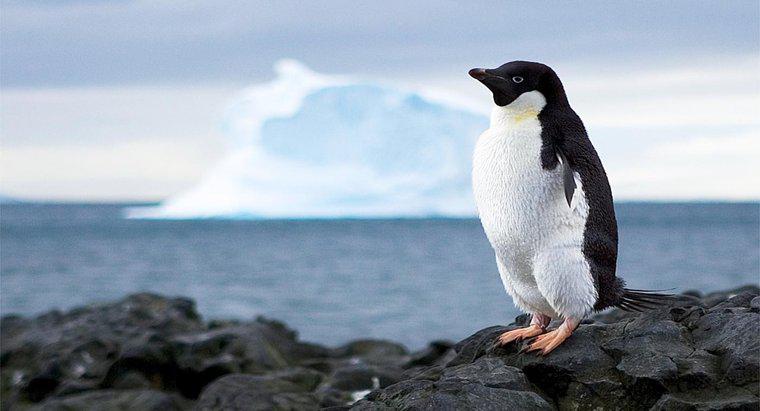 Ce împiedică utilizarea resurselor Antarcticii?