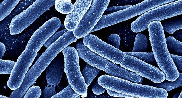 Cum se diferențiază Eubacteria și Archaebacteria?