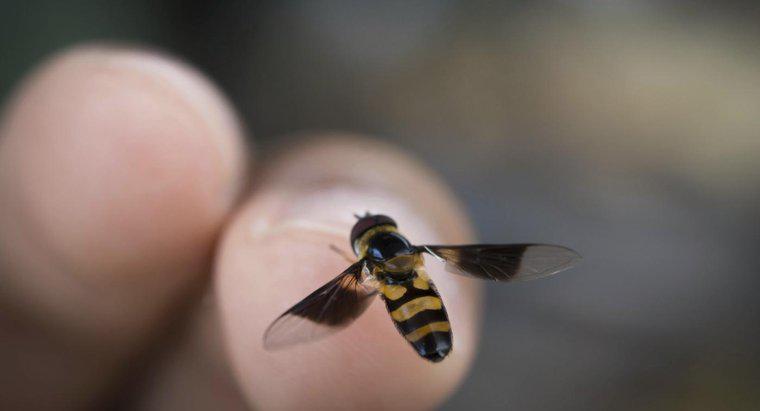 Care sunt semnele și simptomele alergiei la albine?