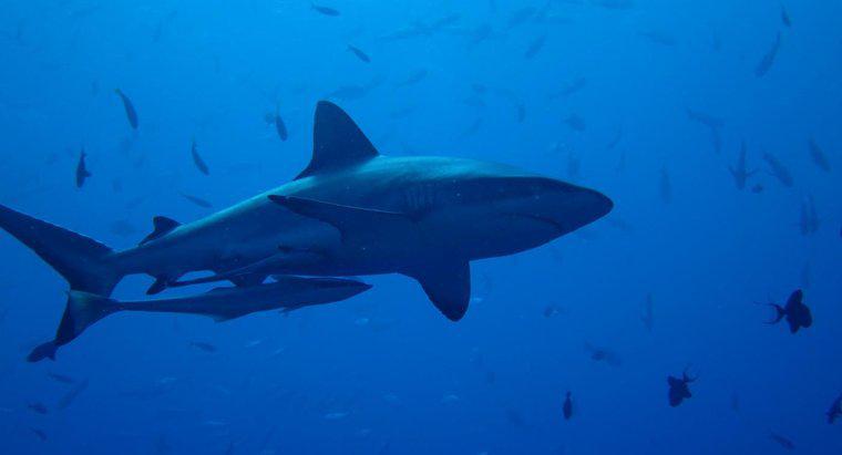 De ce sunt rechini importanți?