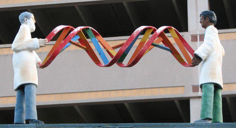 Cum ADN-ul determina trăsăturile unui organism?