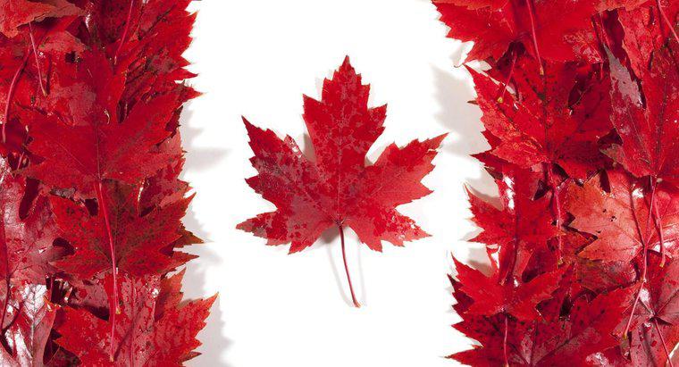 De ce este frunza de arțar important pentru Canada?