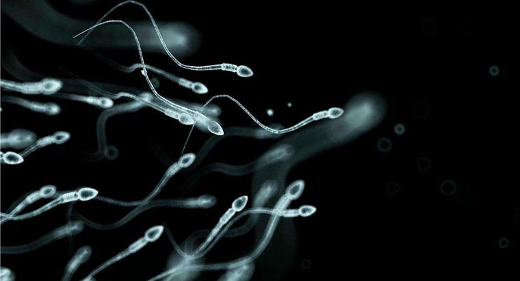 Cât de des bărbații produc spermă?