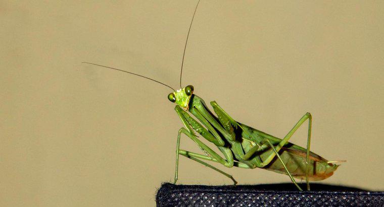 Care sunt unele dintre caracteristicile Grasshoppers?