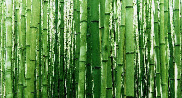 Cum luați butași din bambus?