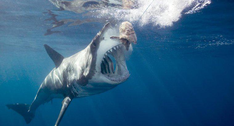 Cum se protejează un rechin mare alb?