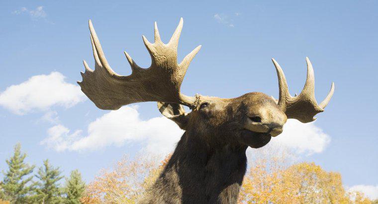 Care este diferența dintre Elk și Moose?