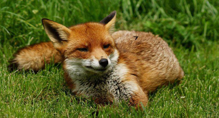 Care este numele unui Fox de sex feminin?