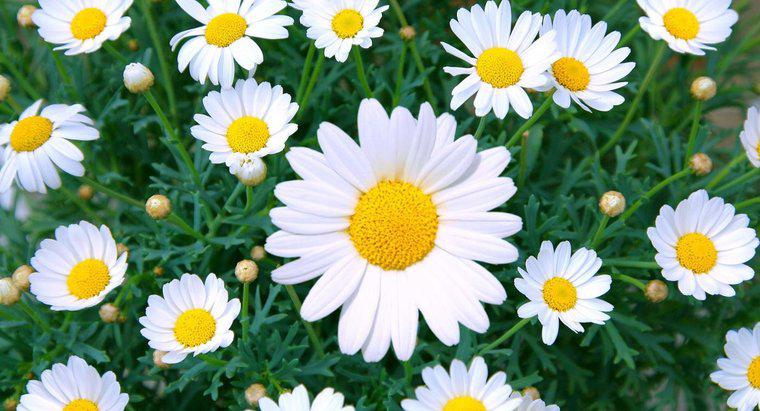 Ce înseamnă florile Daisy?