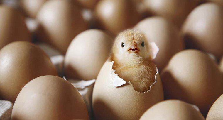 Care a venit mai întâi, puiul sau oul?