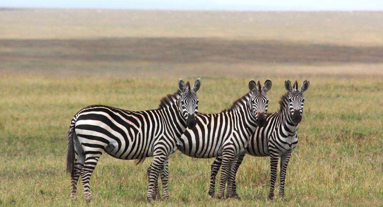 Migrați Zebrasul?