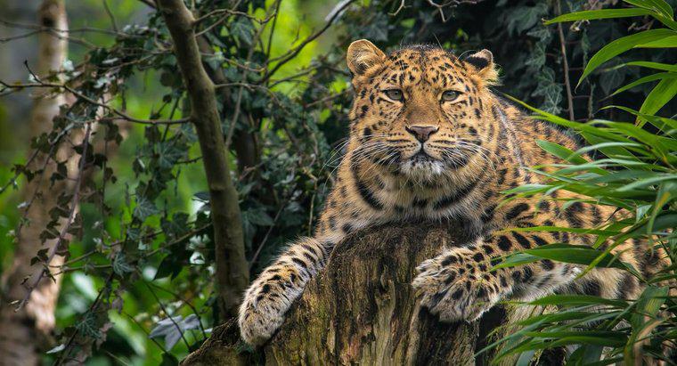 Care sunt unele fapte despre Leopardul Amur?