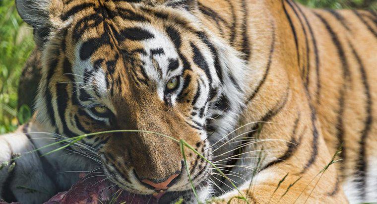 Ce mănâncă tigrii siberieni?