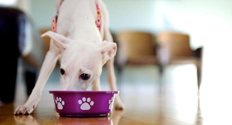 Care sunt obiceiurile de hrănire ale unui câine?