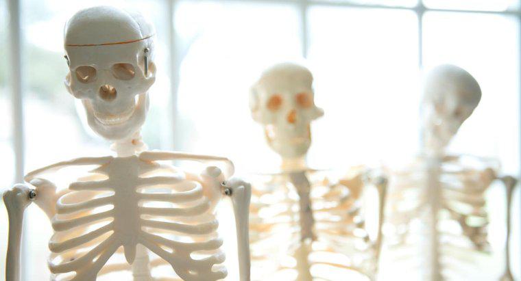 Care sunt funcțiile scheletului uman?