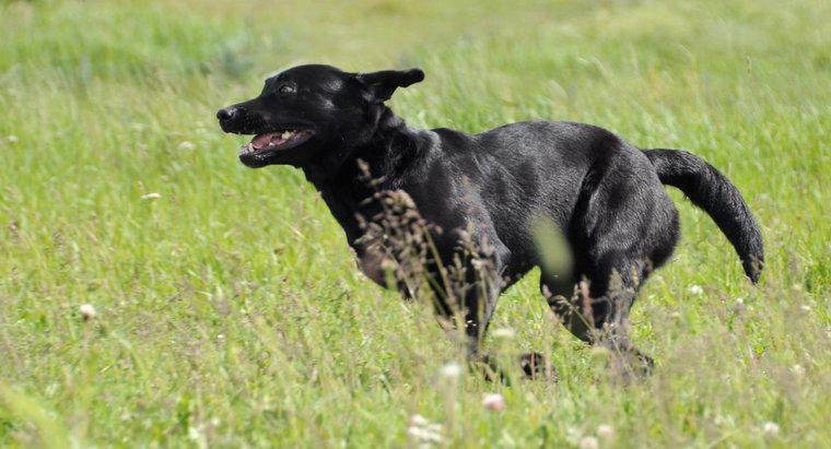 Cât de repede a alerga Labrador Retrievers?