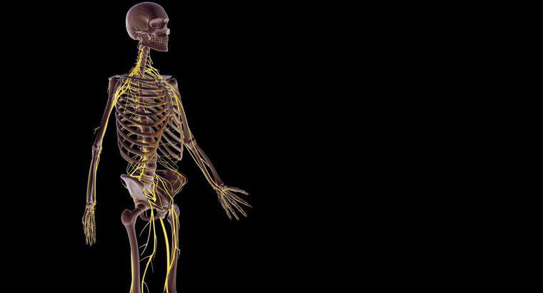Cum funcționează sistemul nervos cu alte sisteme corporale?