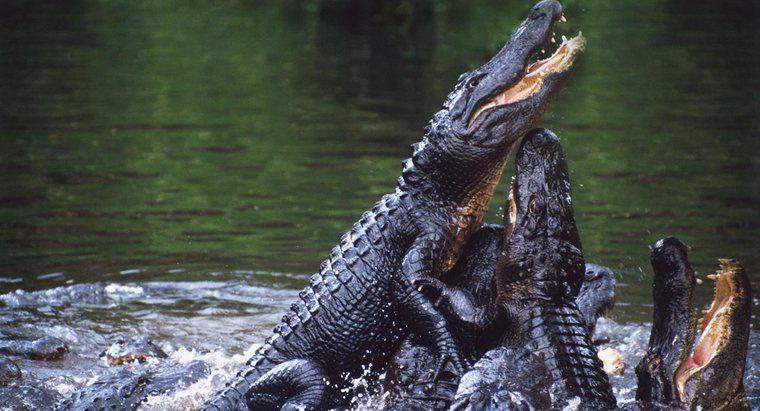 Cine sunt dușmanii aligatorilor?