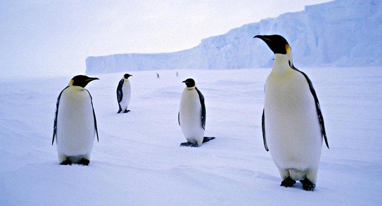 De ce pinguinii trăiesc în Antarctica?