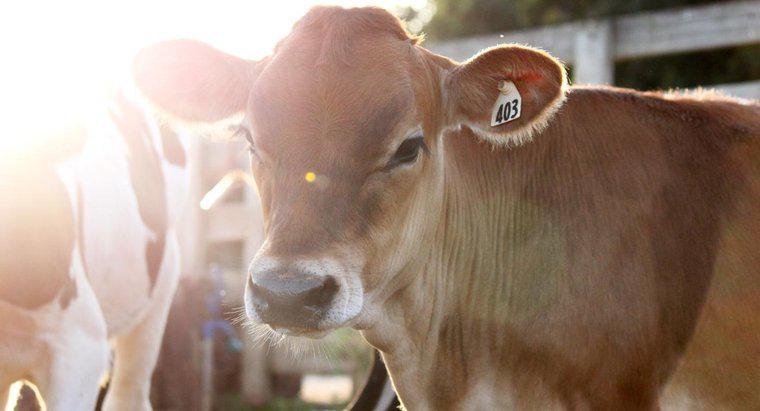 Ce este o vaca de Heifer?