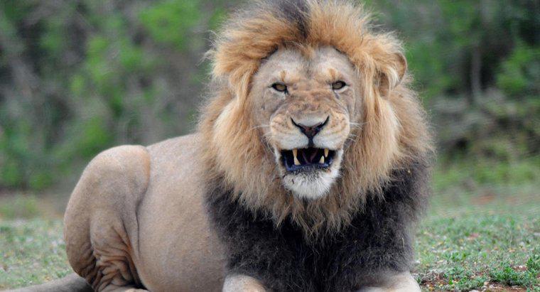 Care este greutatea medie a unui leu de sex masculin?