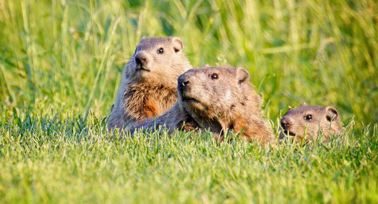 Care este diferența dintre un Groundhog, un Gopher și un Woodchuck?