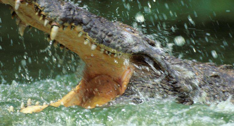 De ce crocodili trăiesc în apă?