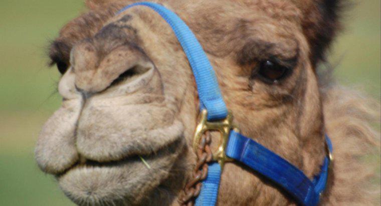 Cum fac un costum de camel?
