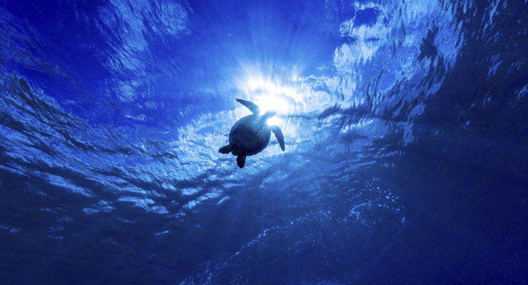 Care este cel mai profund ocean din lume?