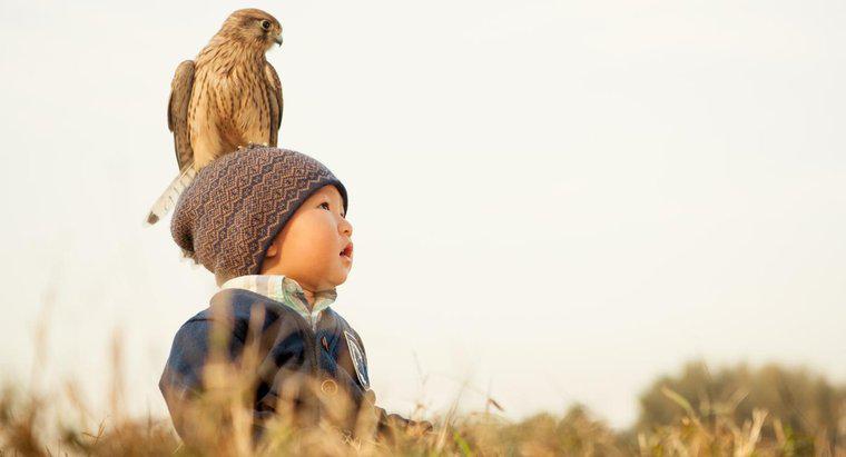 Care este diferența dintre vultur, șoim și șoim?