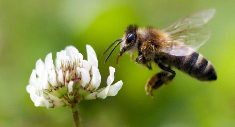 De ce este important ca albinele de miere să moară?