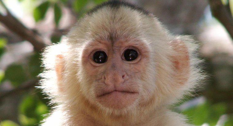 Care este numele științific al unei maimuțe?