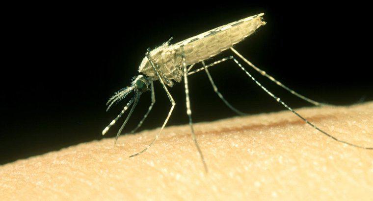 Cum tratezi o mușcătură de țânțari?