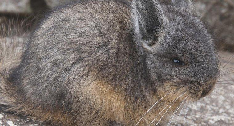 De ce provoacă un chinchilla un zgomot ciudat noaptea?