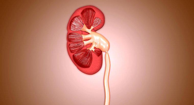 Care este dimensiunea unui rinichi normal?
