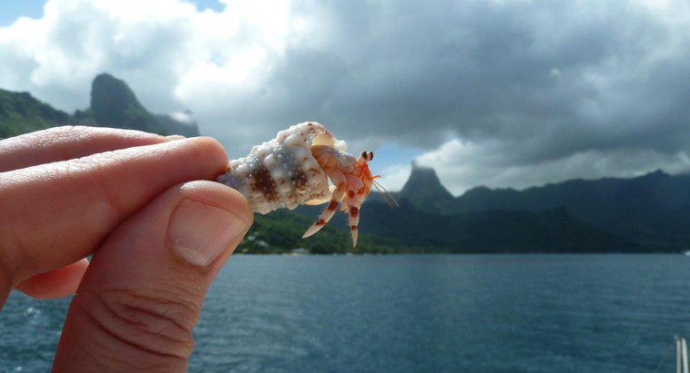 Cât de mult trăiesc crabii de ermiți?