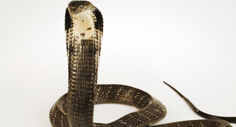 Care este comportamentul unui rege Cobra?