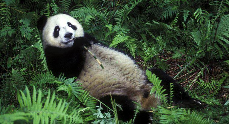 De ce nu mânca pandasul de bambus?