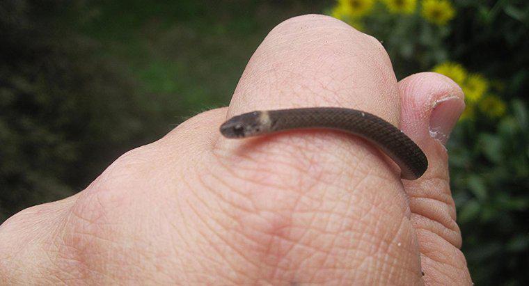 Ce șerpi bebeluși mănâncă?