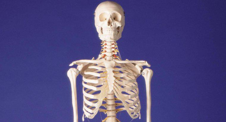 Unde puteți găsi un schelet uman uriaș?
