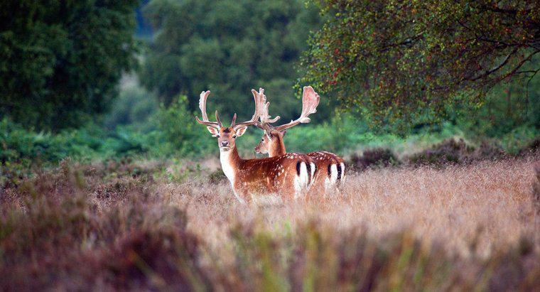 Ce este un habitat natural al unui Deer?