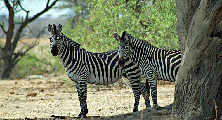 Cât timp trăiesc Zebras?