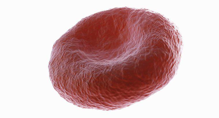 De ce sunt Biconcave celulele roșii din sânge?