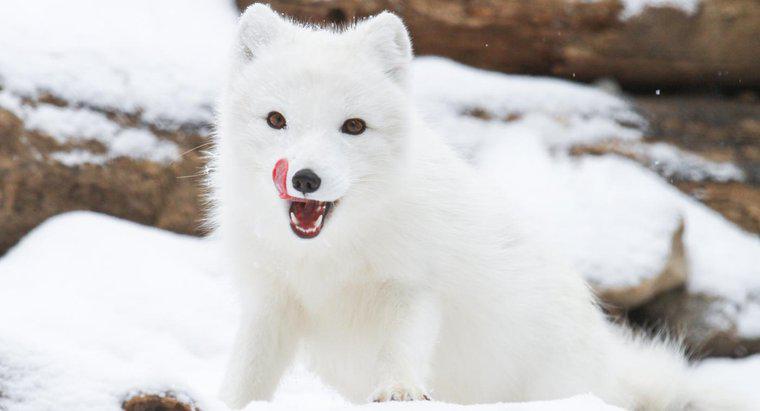 Unde locuiesc Arctic Foxes?