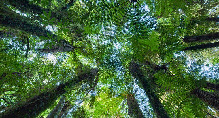 Ce este un exemplu de mutualitate în pădurea tropicală?